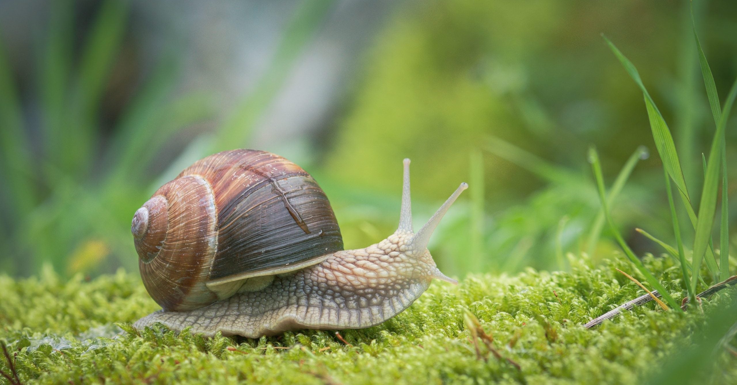 Snail Series